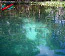 Silver River State
Park