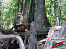 Silver River State
Park