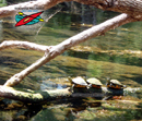 Silver River State
Park