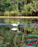 Chassahowitzka River, National Wildlife Refuge