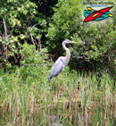 Chassahowitzka River, National Wildlife Refuge