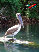 Chassahowitzka River, National Wildlife Refuge