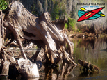 Hillsborough River