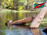 Hillsborough River