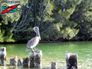 Haulover Canal, Mosquito
Lagoon, Indian River Lagoon