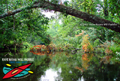 Wekiva River