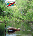 Wekiva River